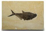 Beautiful Fossil Fish (Diplomystus) - Ready To Hang On Wall #299816-1